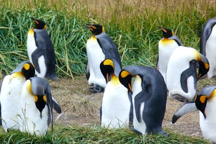 King penguins at Porvenir in Chilean Tierra del Fuego