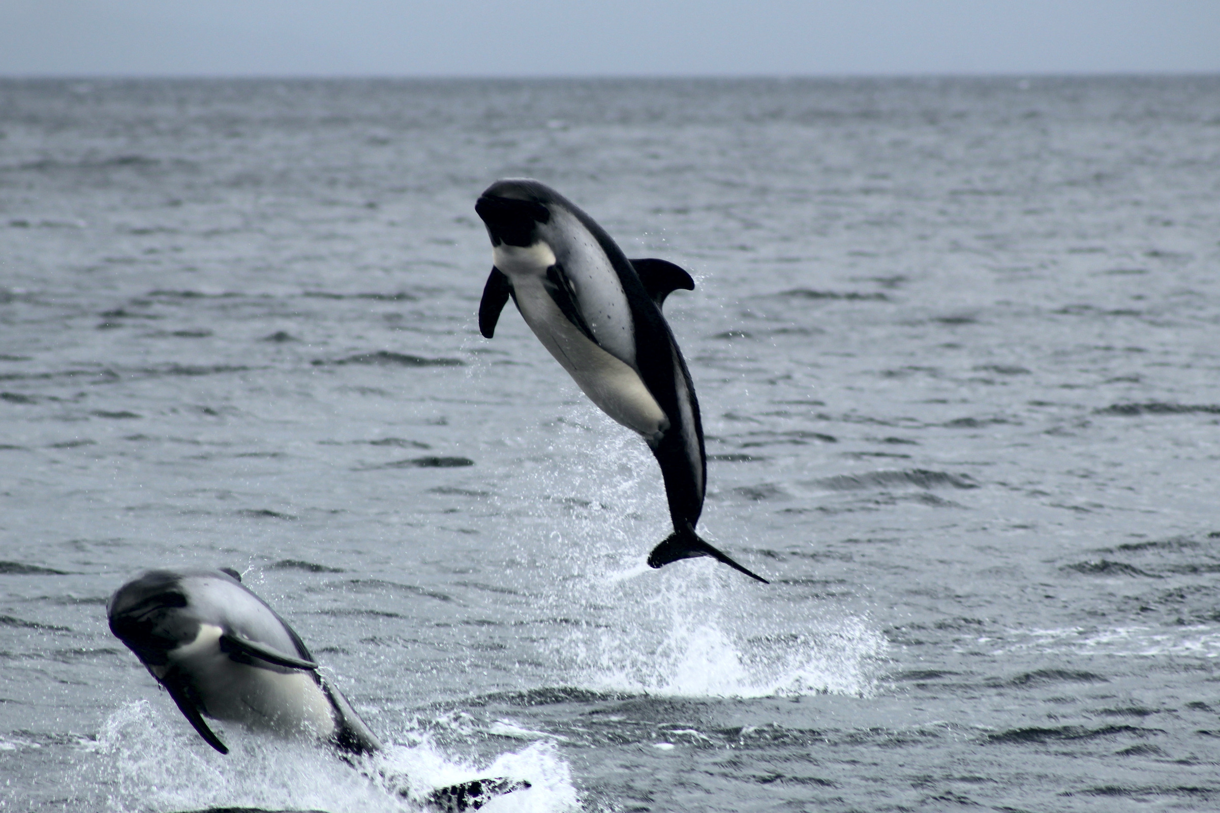 Two Peale's dolphins in the waters of Tierra del Fuego 