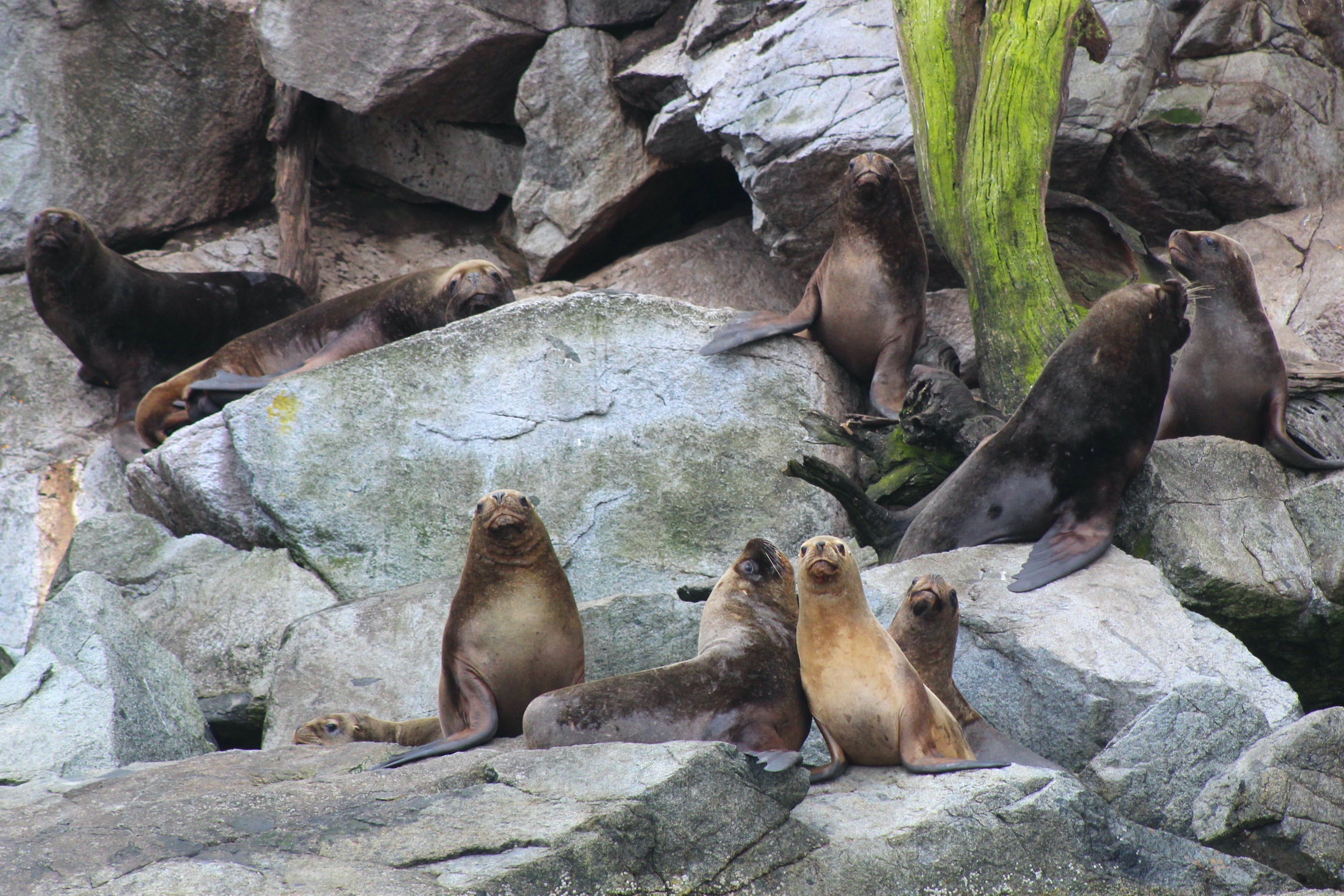 South American sea lions in Tierra del Fuego