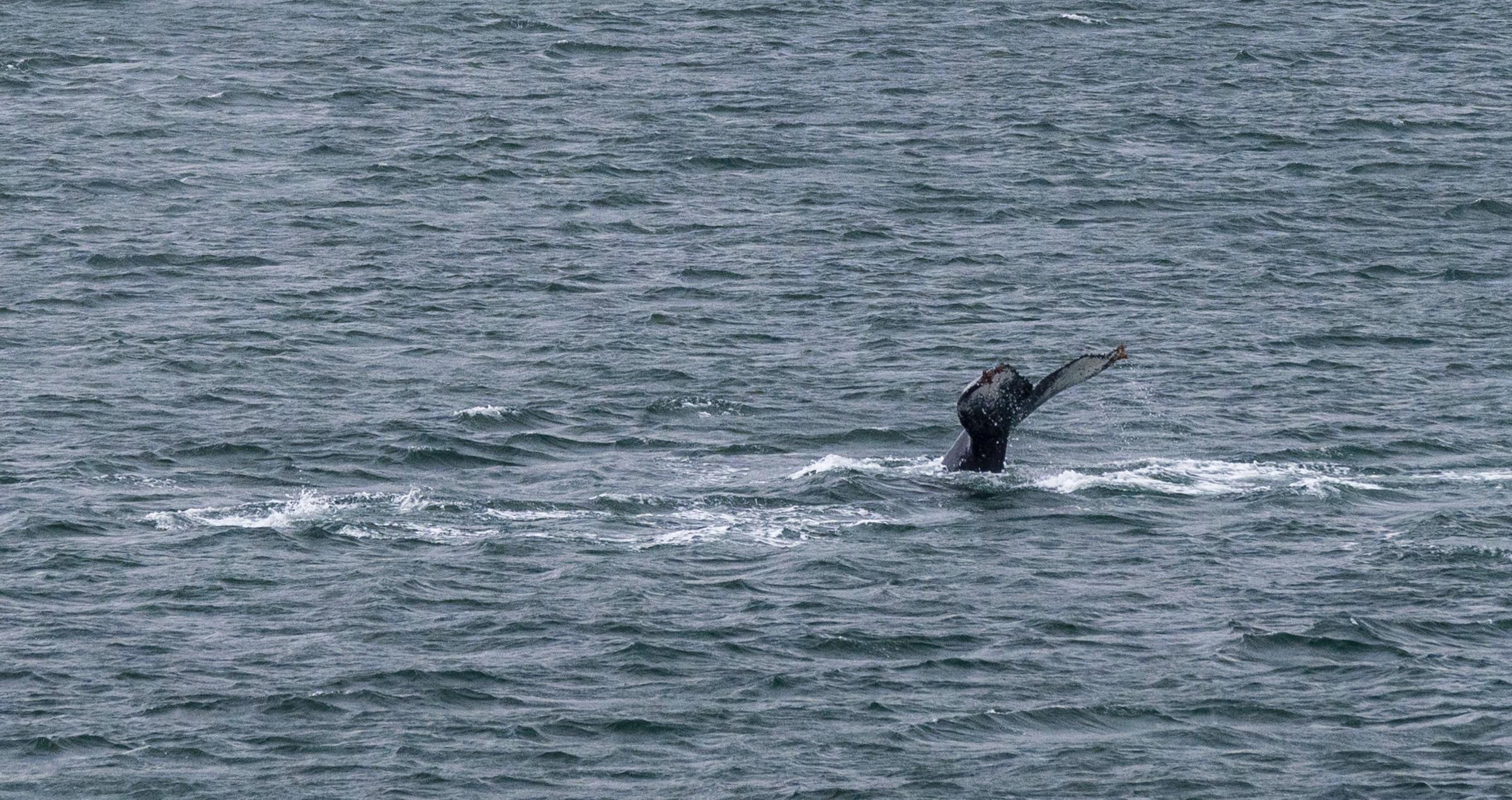 Humpback whale showing its flukes in Glacier Alley in Tierra del Fuego