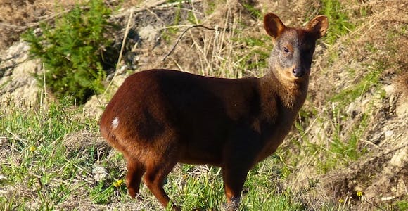 Huemul deer in Chile