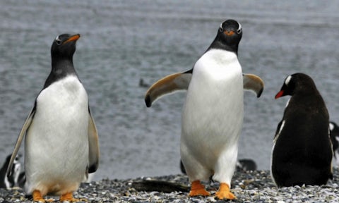 Ushuaia penguins
