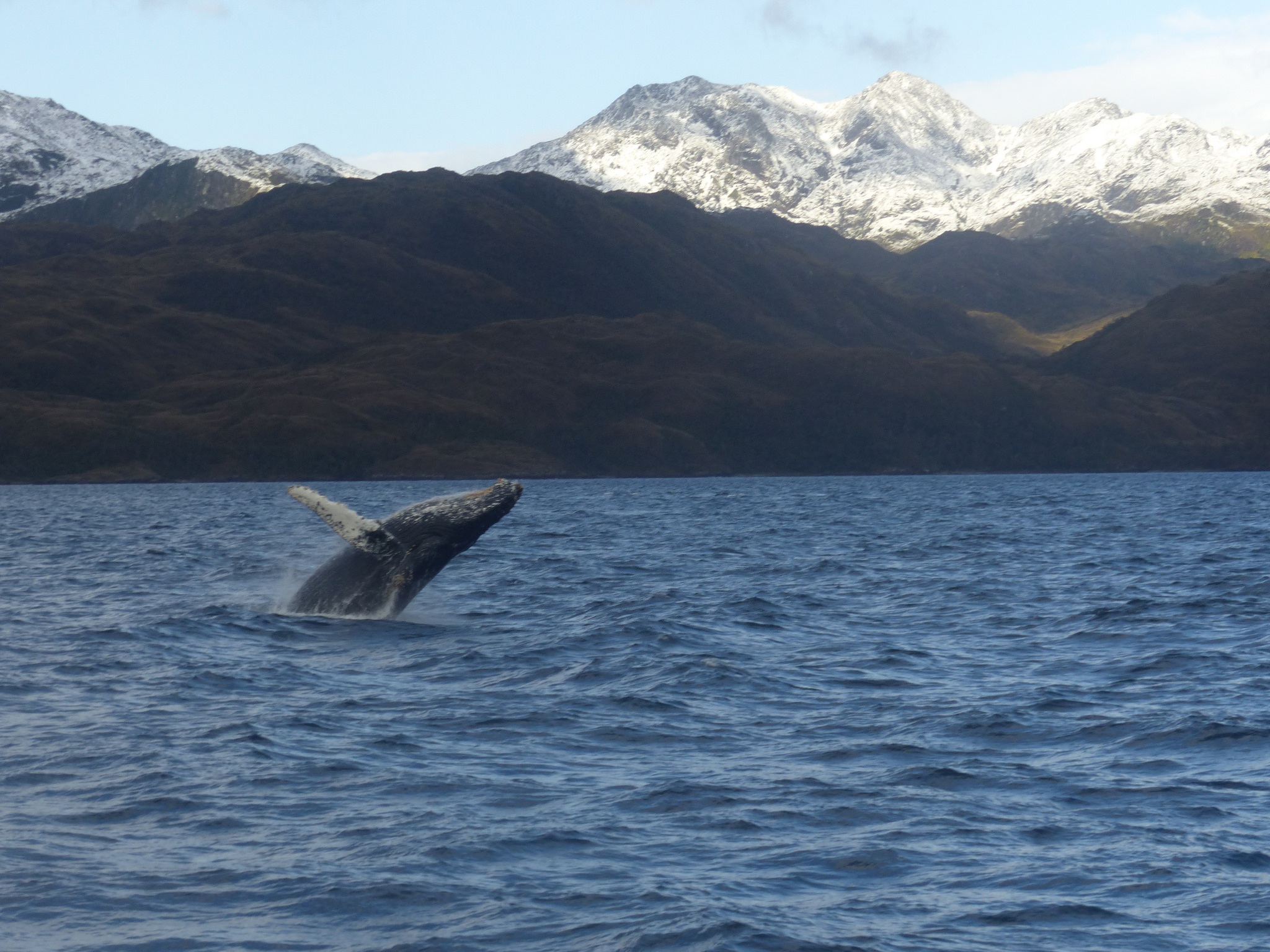 Patagonia Wildlife
