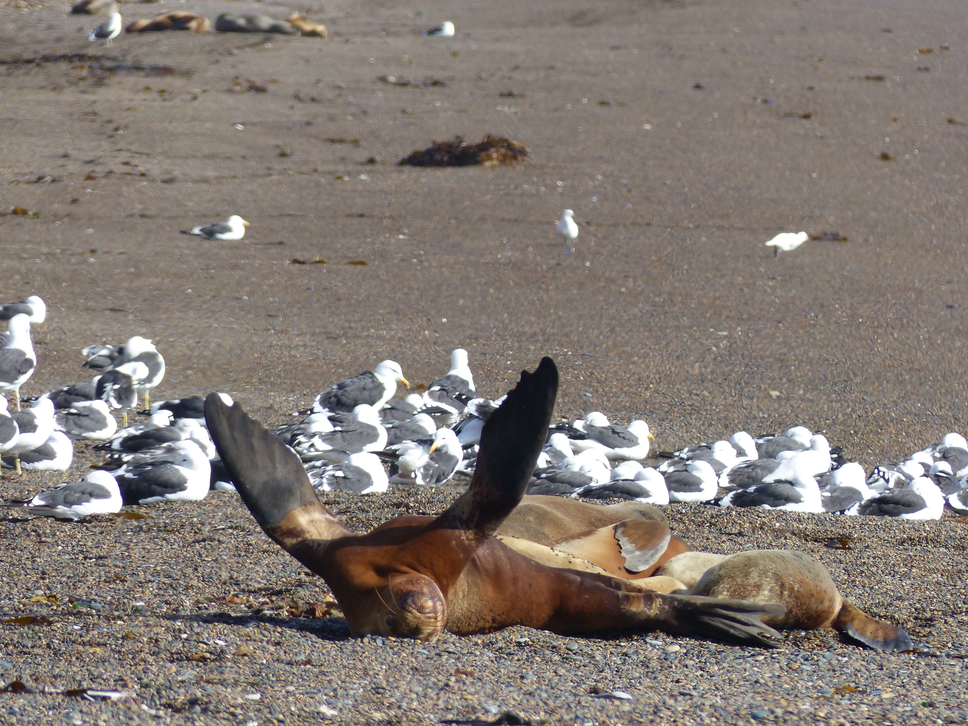 Sea lion on the beach, Valdes Peninsula, Argentina