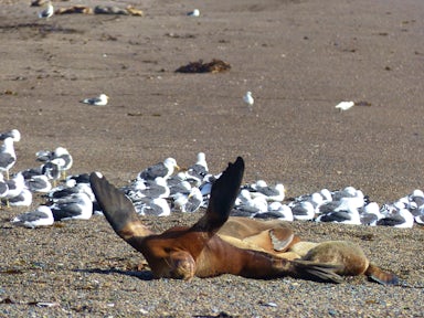 Sea lion on the beach, Valdes Peninsula, Argentina