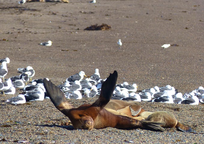 Sea lion on the beach, Valdes Peninsula, Argentina