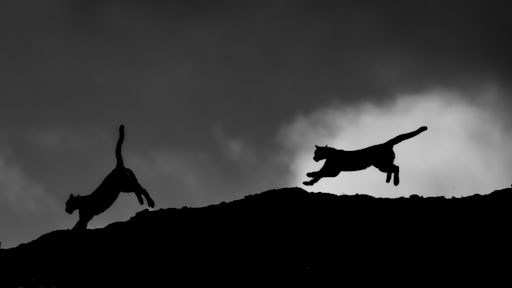 Puma cubs leaping