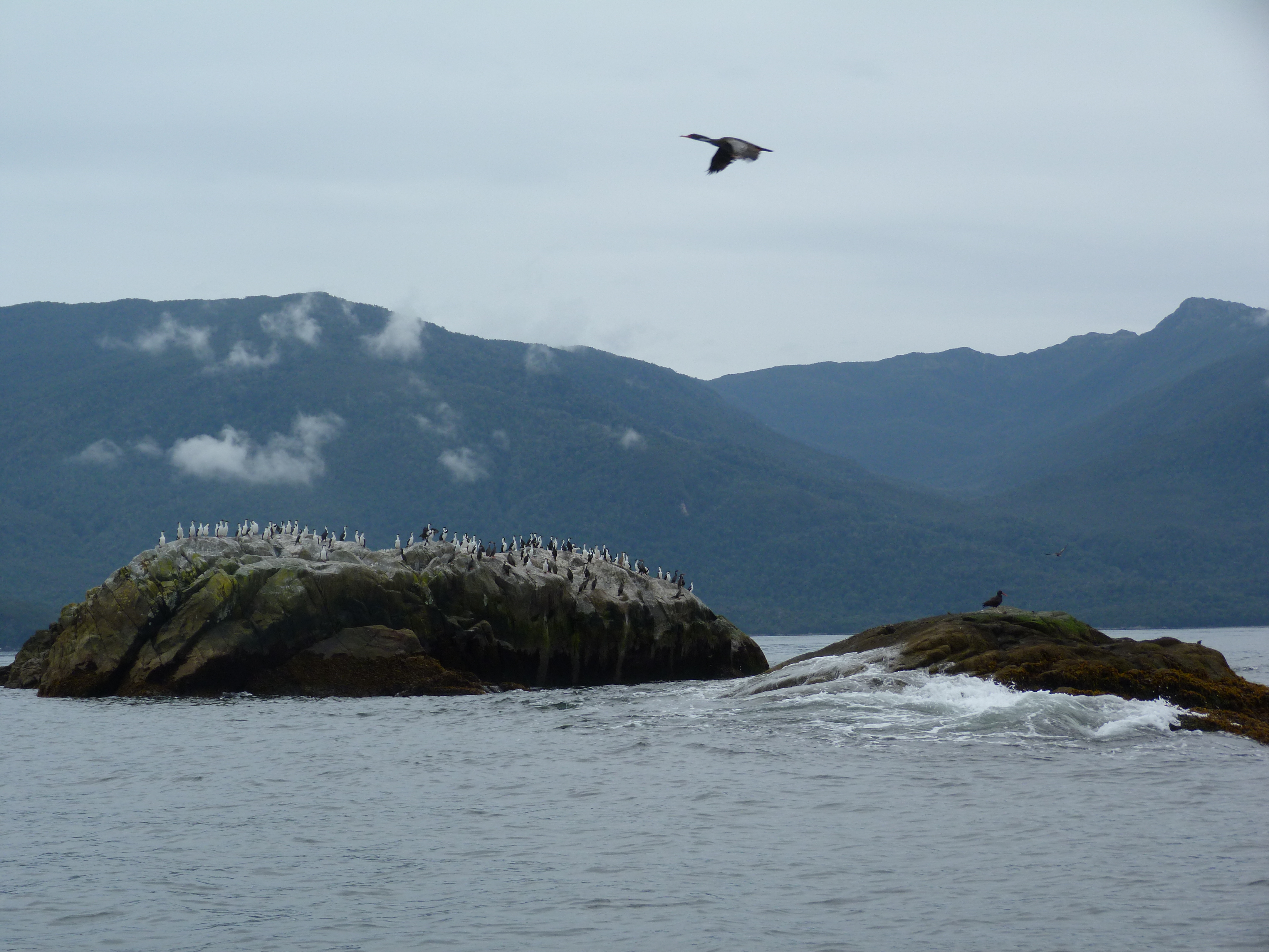Raul Marin Balmaceda birds