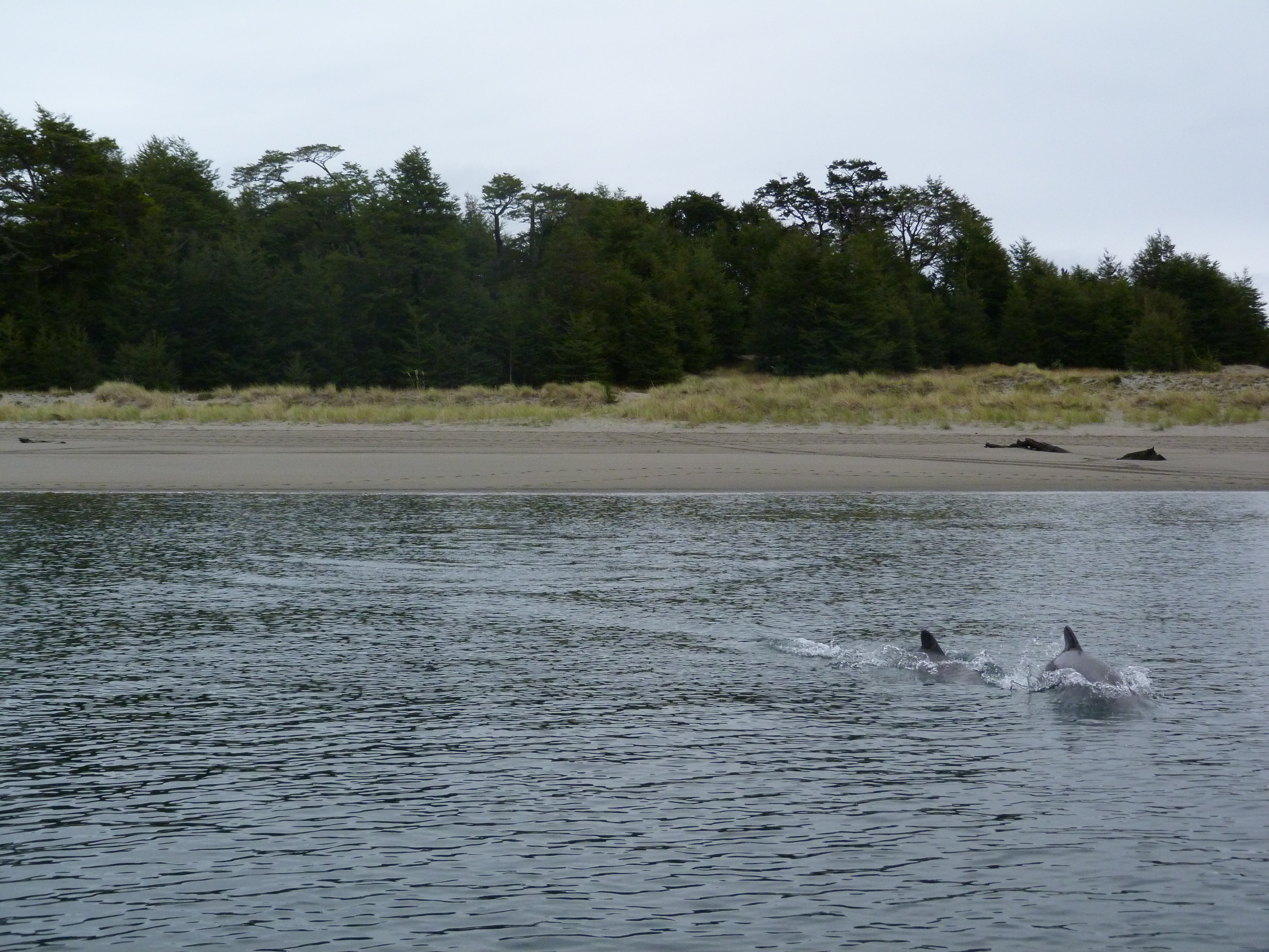 Raul Marin Balmaceda dolphins