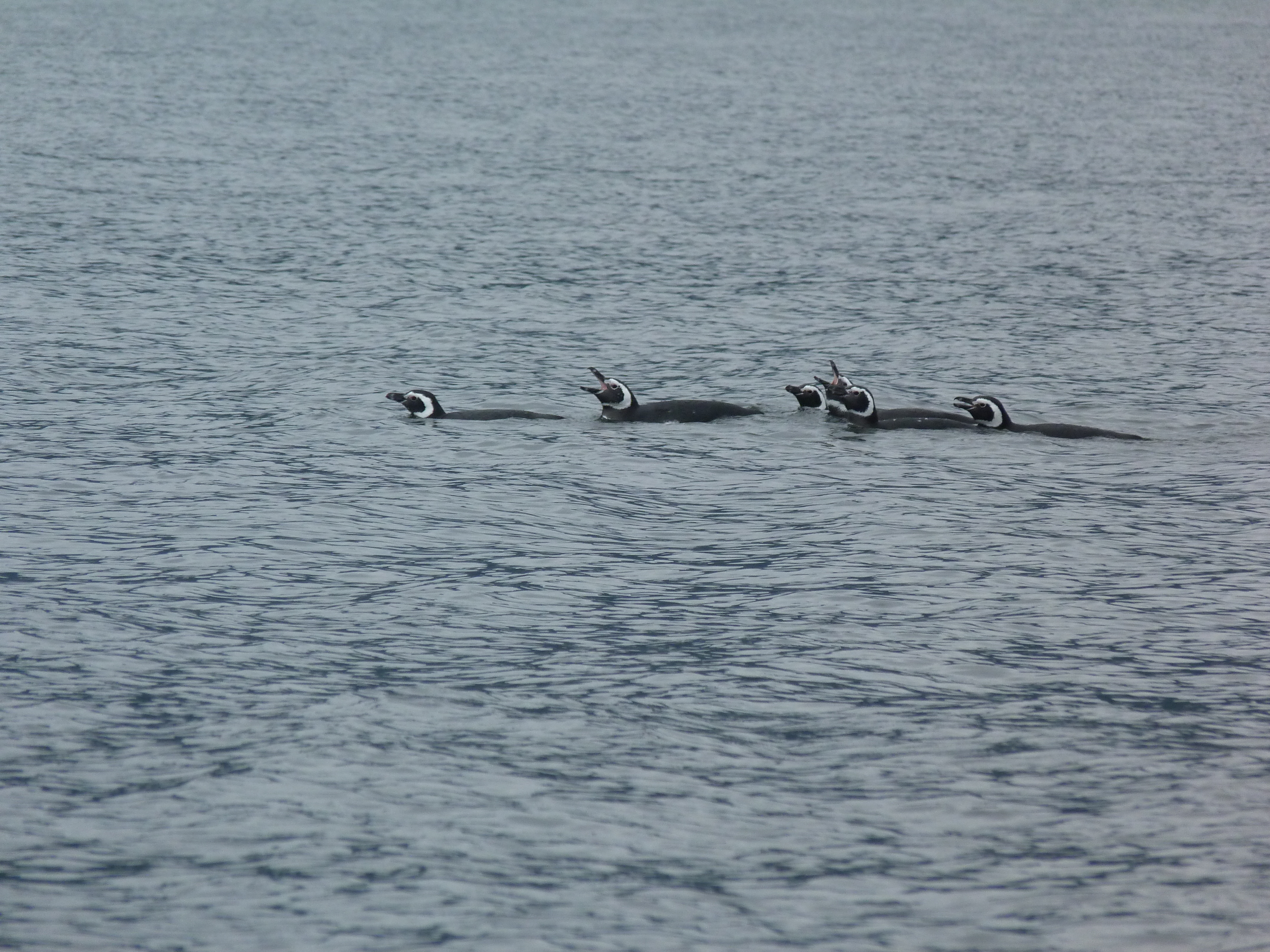 SWO_3_SALLY_ALL_Raul Marin Balmaceda penguins