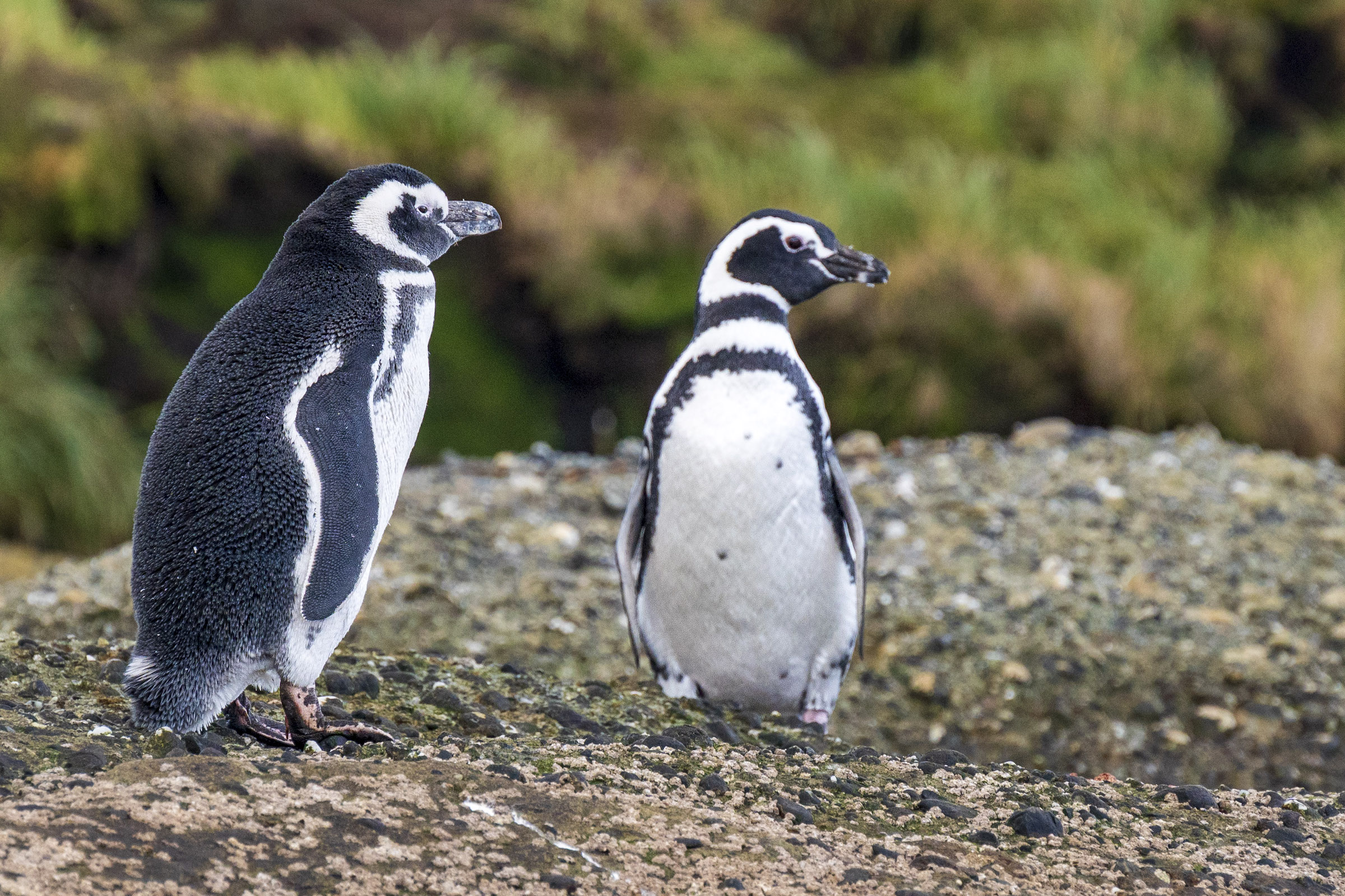 Magellanic penguins in Tierra del Fuego