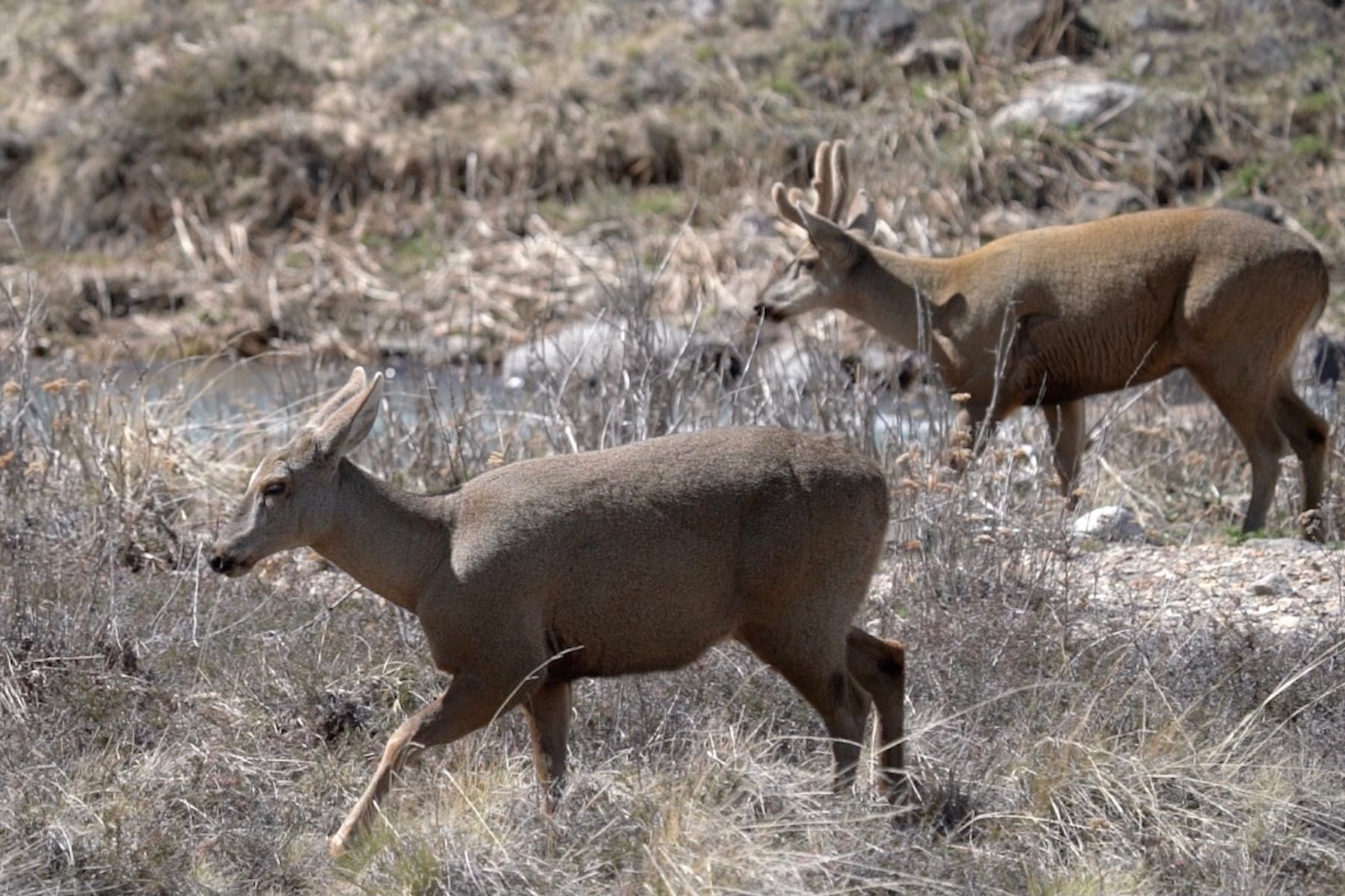 Humuel deer seen on the Carretera Austral