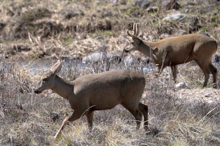 Humuel deer seen on the Carretera Austral