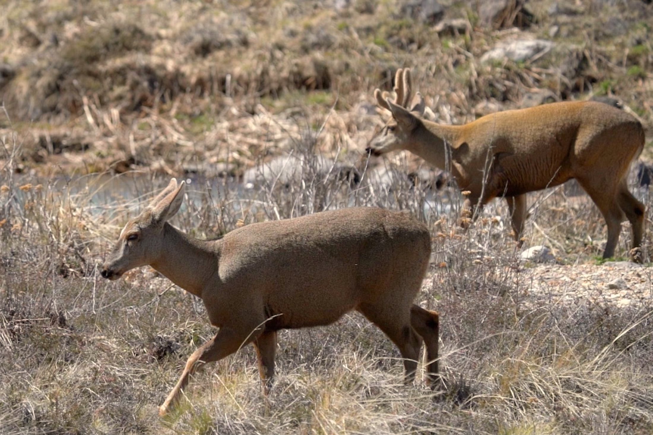 Two huemul deer in Chile