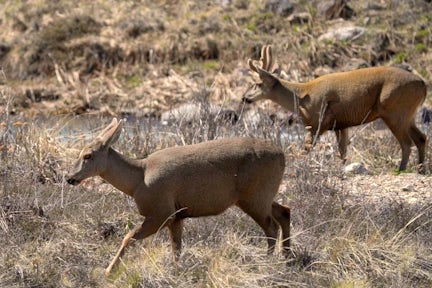 Two huemul deer in Chile