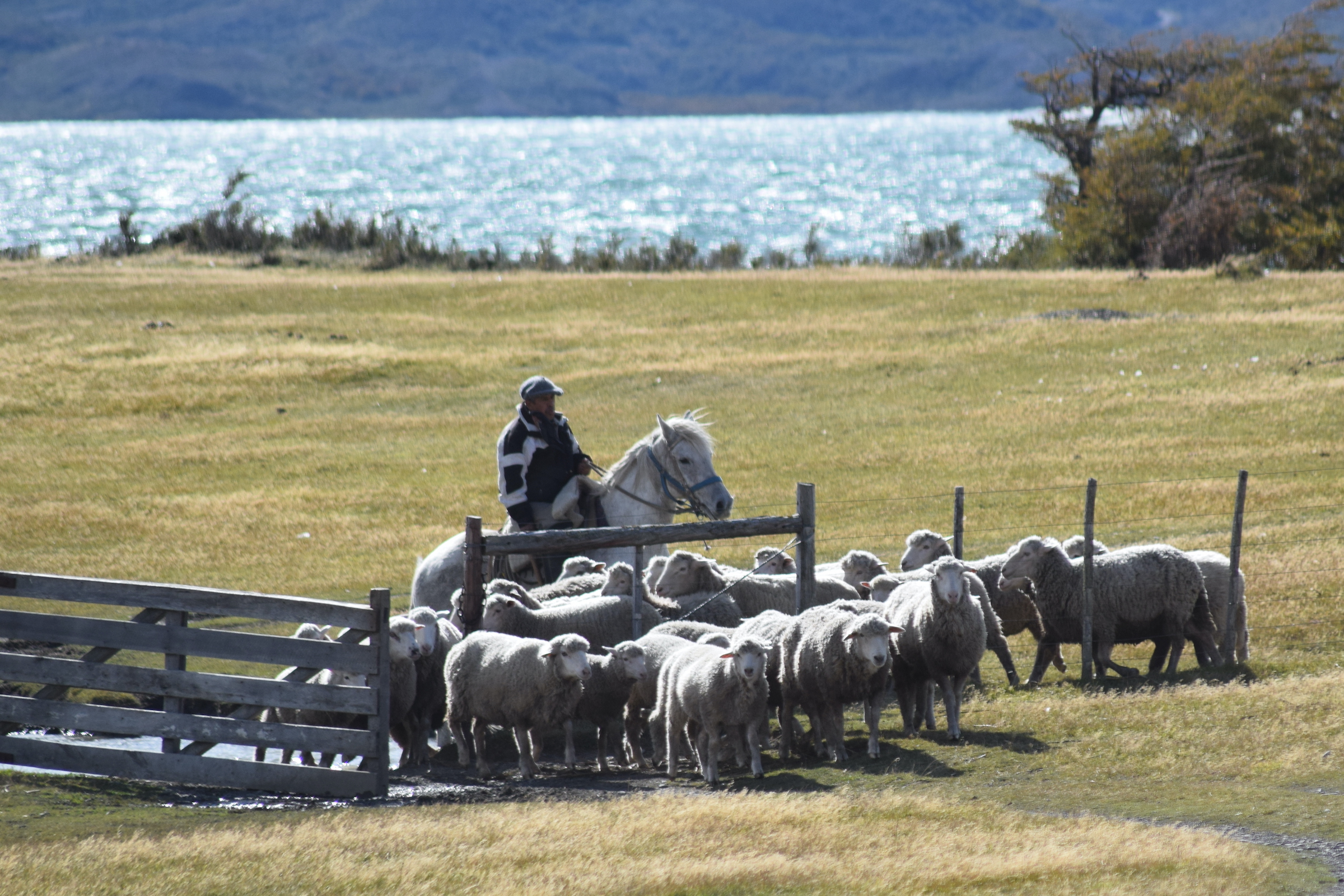 Estancia Peninsula near Puerto Natales