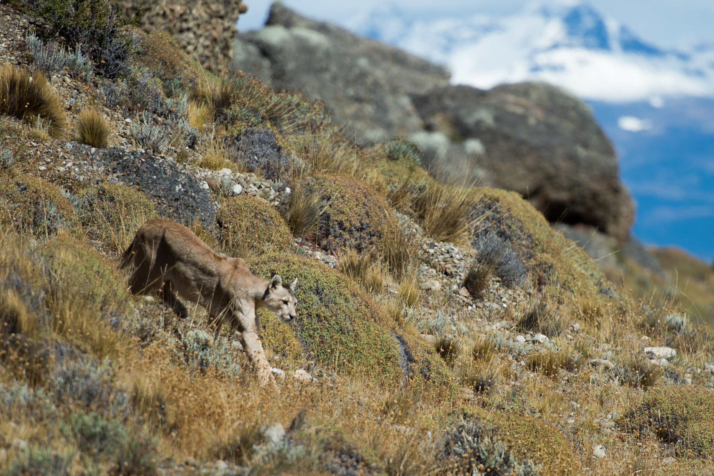 Puma in Torres del Paine
