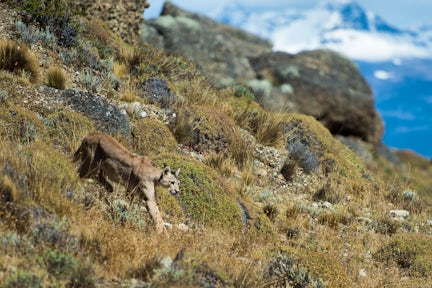 Puma in Torres del Paine