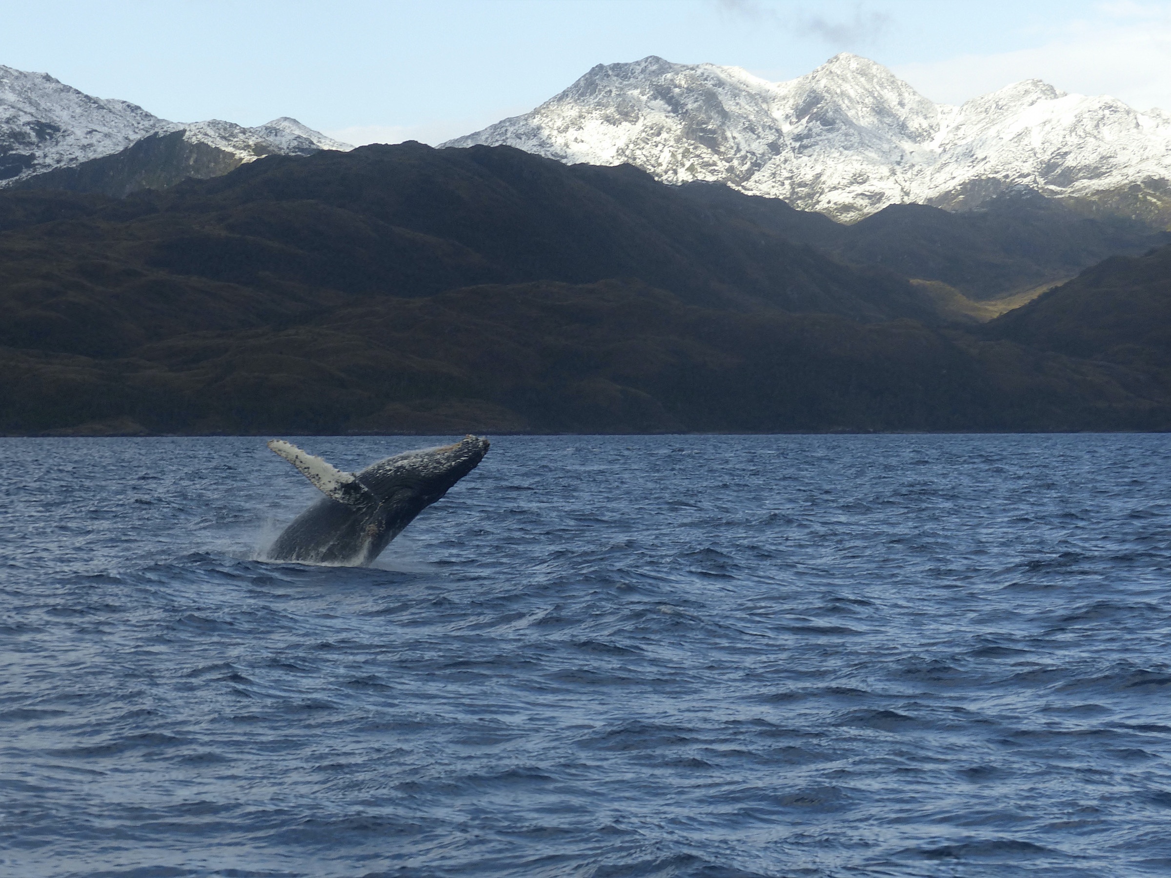 Humpback whale breaching in Francisco Coloane Marine Park in southern Chile
