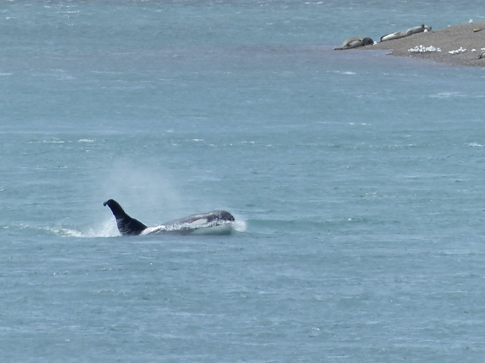 An orca cruises by a beach with seals on Peninsula Valdes