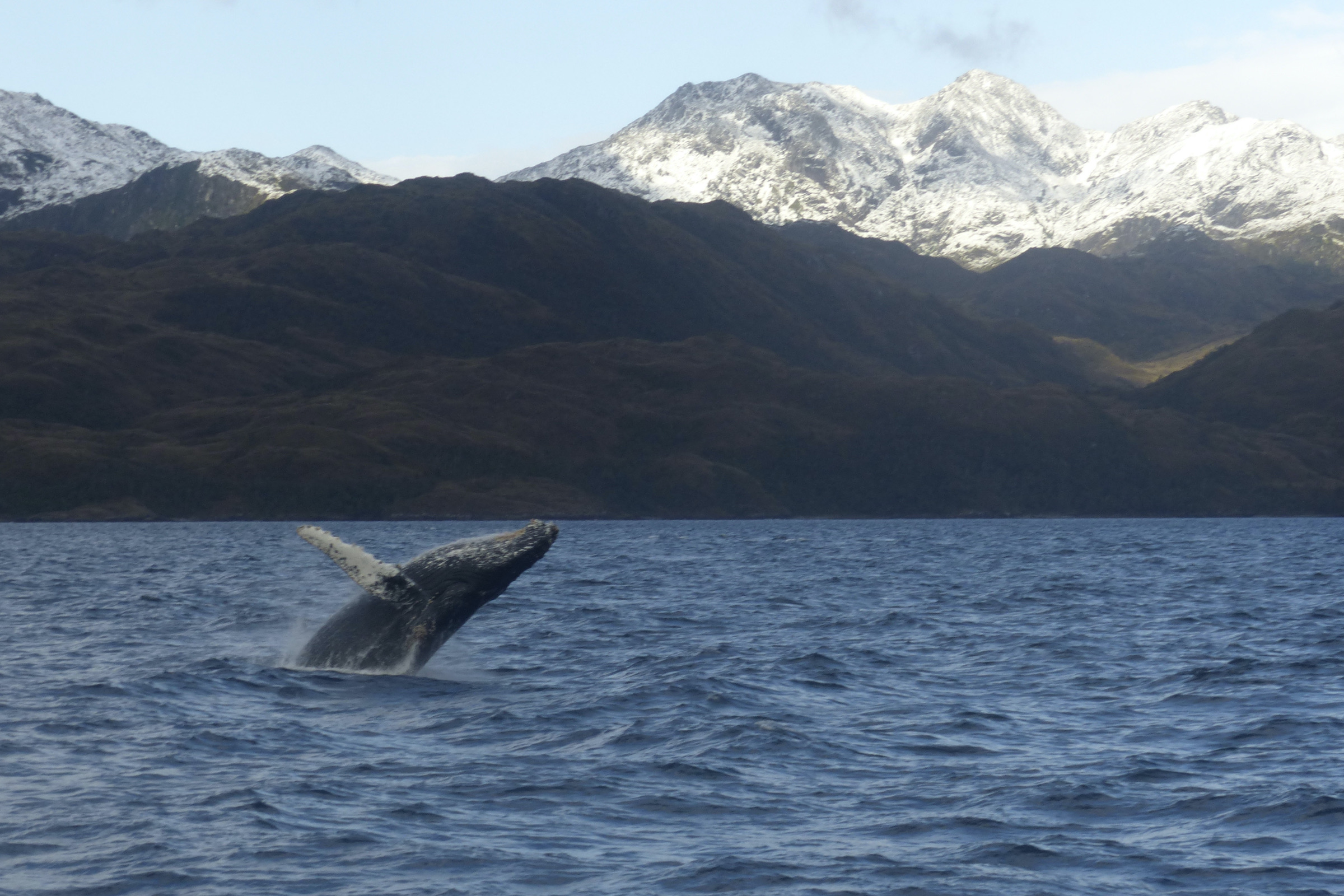 Humpback whale breaching in near Punta Arenas
