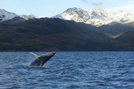 Humpback whale breaching in near Punta Arenas