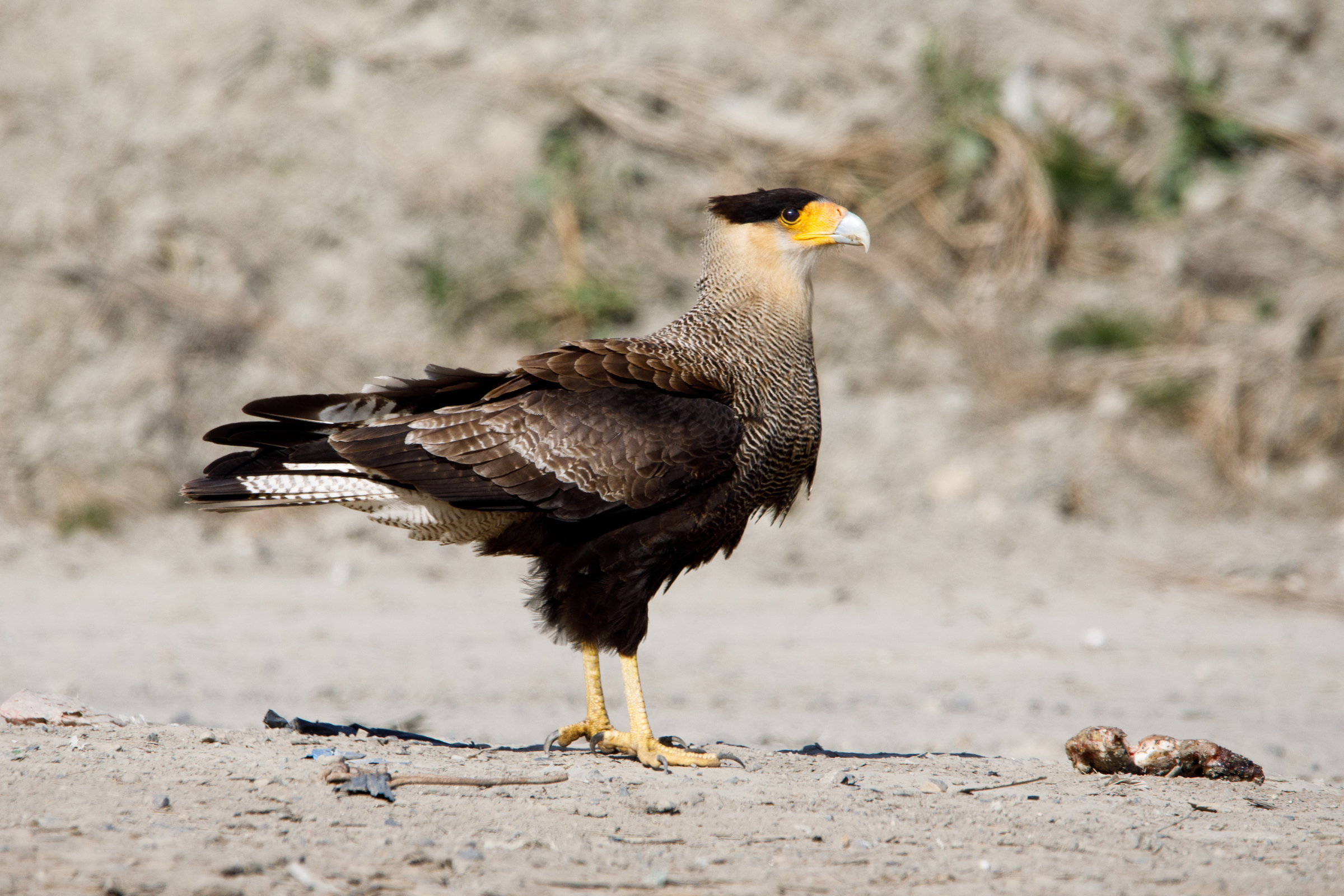 Crested caracara in Tierra del Fuego