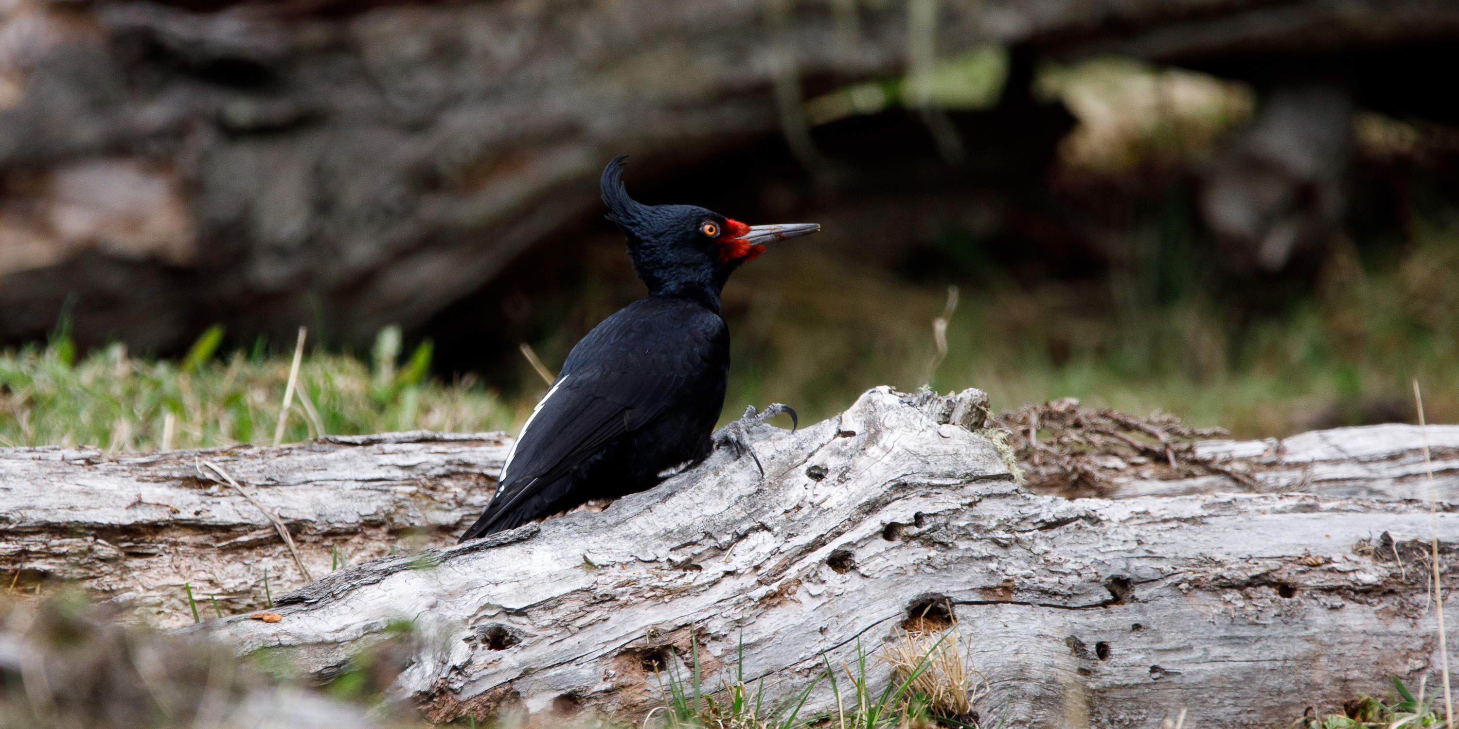 Female Magellanic woodpecker in Tierra del Fuego National Park
