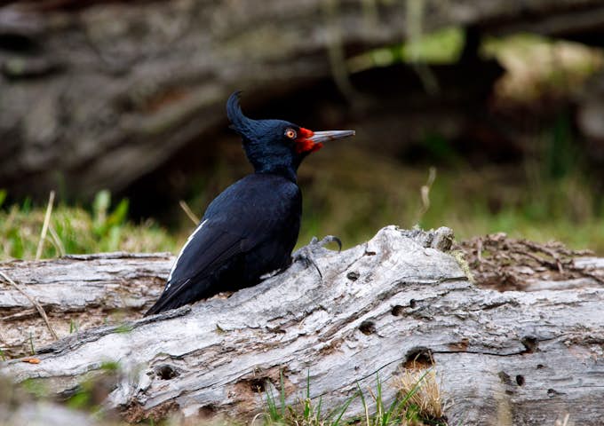 Female Magellanic woodpecker in Tierra del Fuego National Park