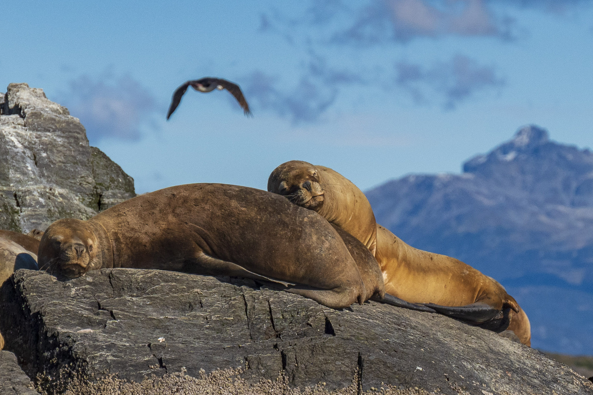 Sea lions near Punta Arenas