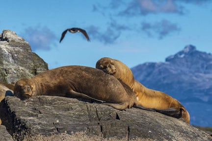 Sea lions near Punta Arenas