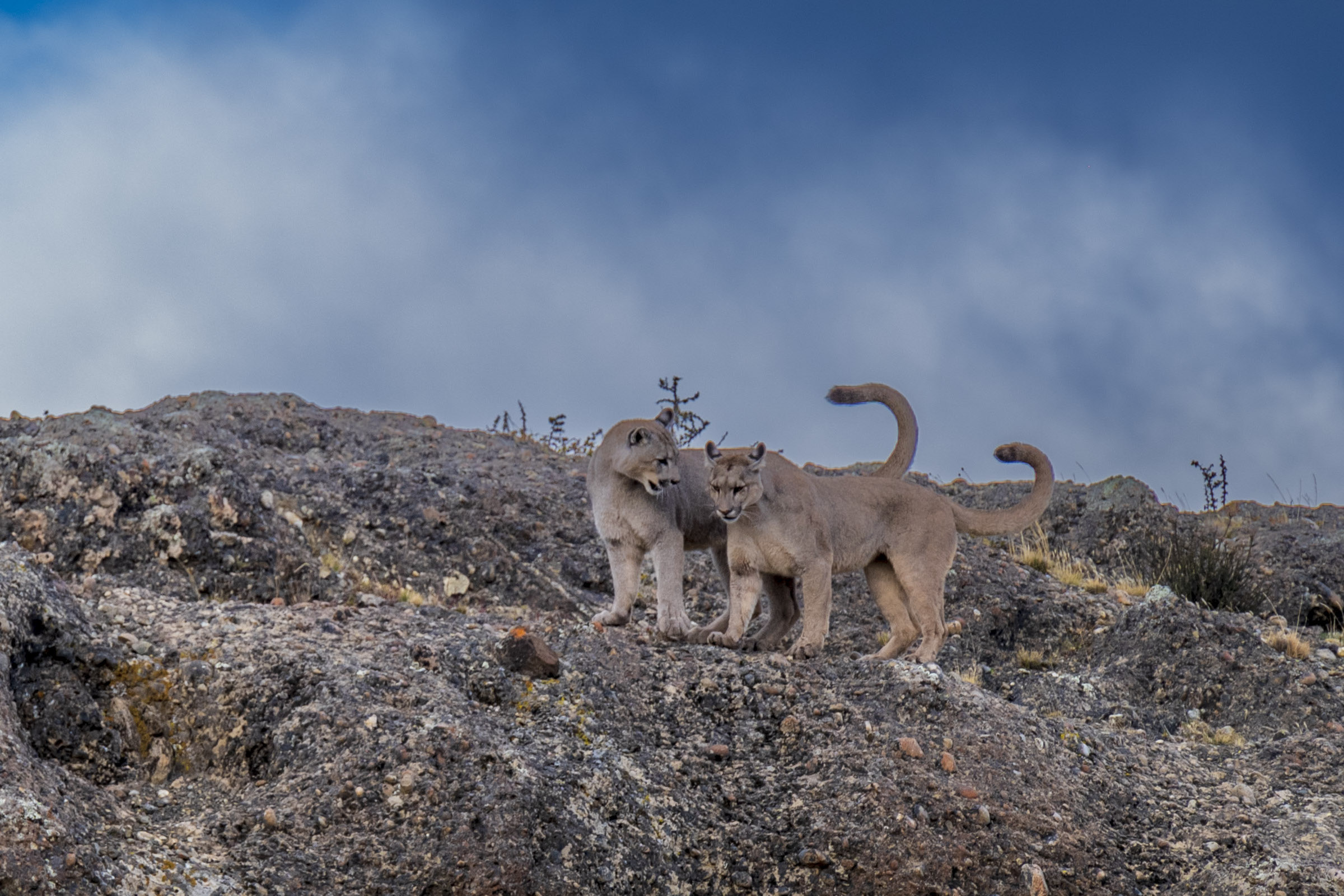 Two puma cubs in Torres del Paine