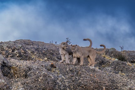 Two puma cubs in Torres del Paine