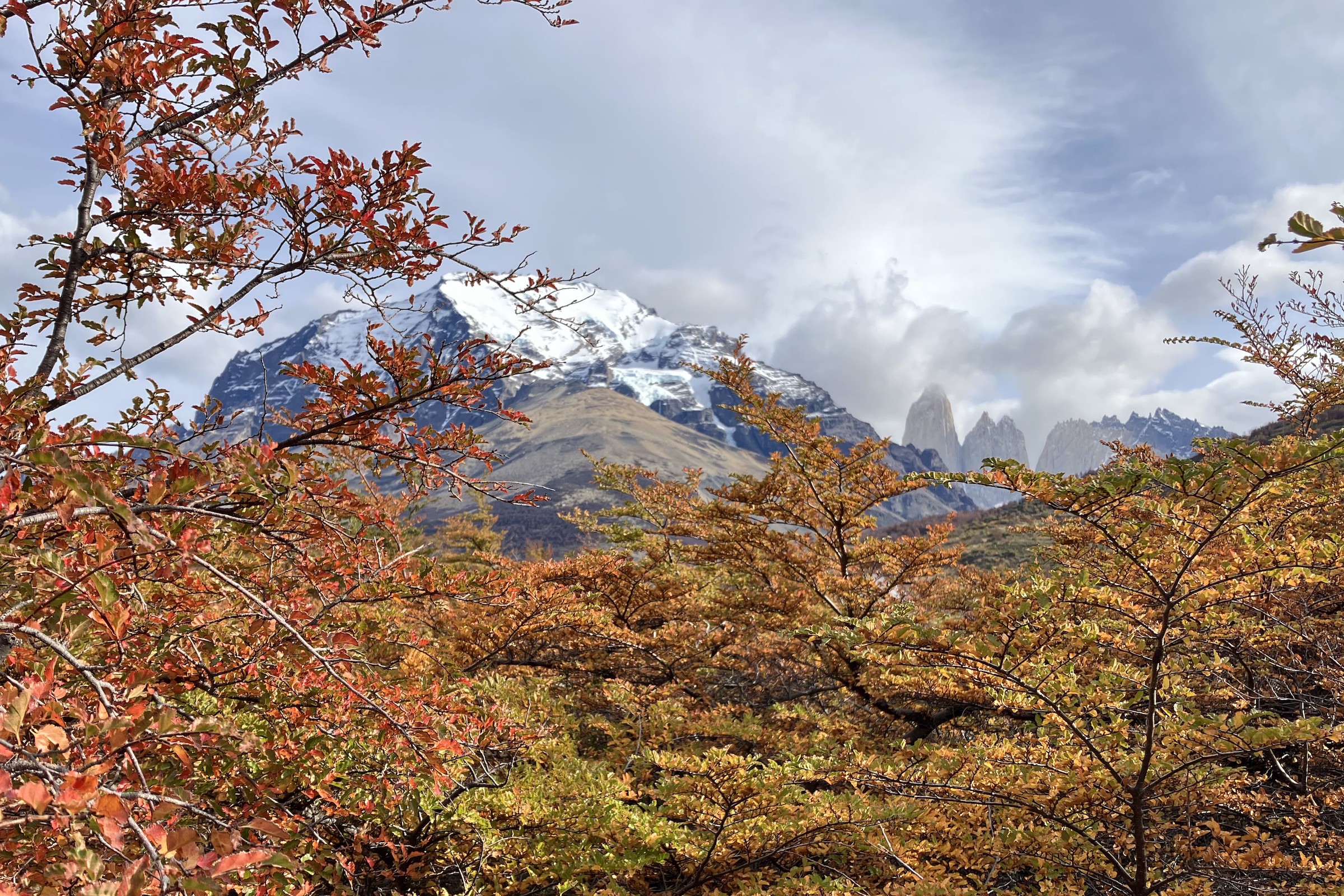 Autumn colours of trees in Torres del Paine