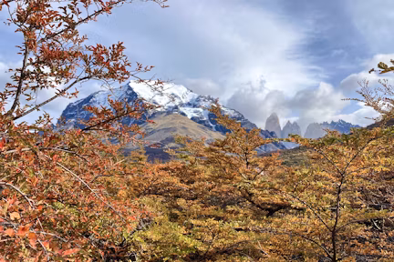 Autumn colours of trees in Torres del Paine