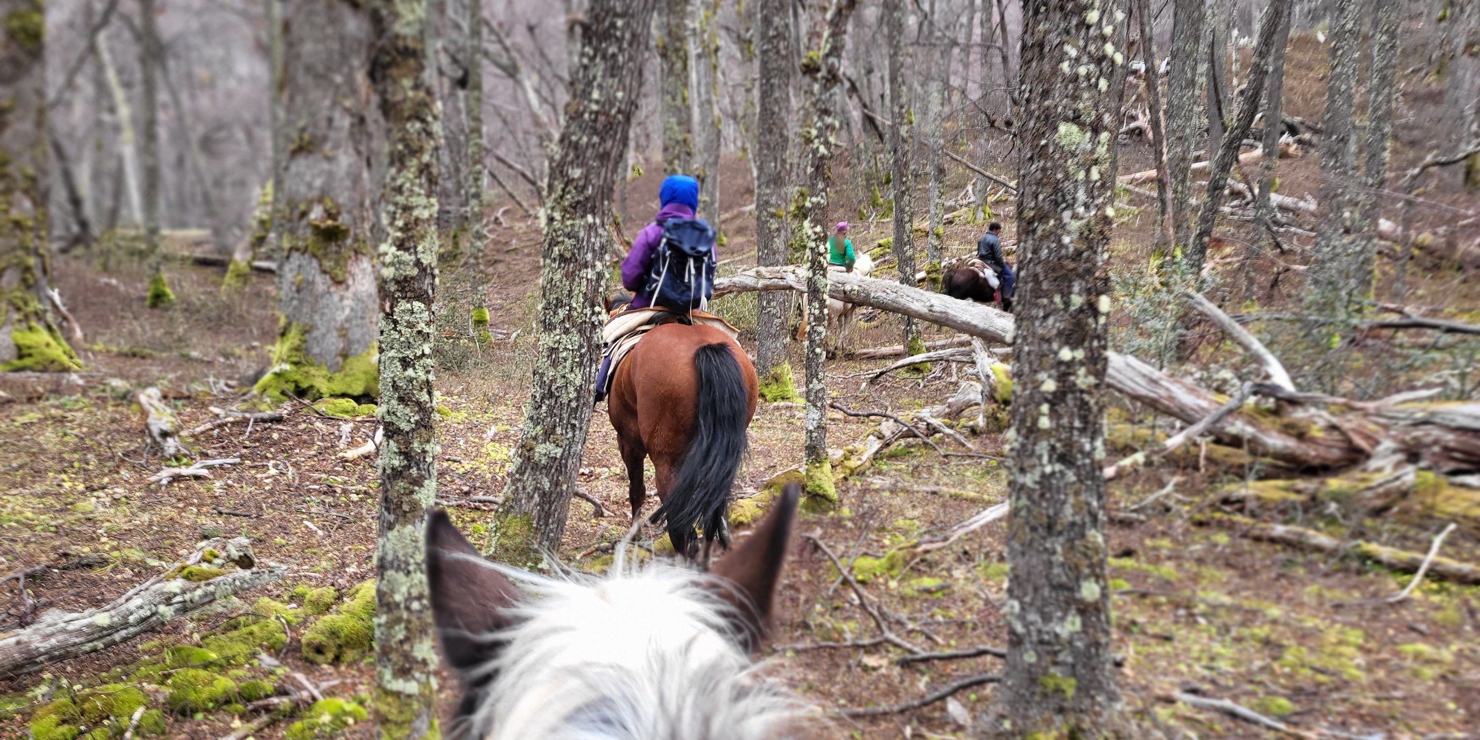 Horse riding in Aysen