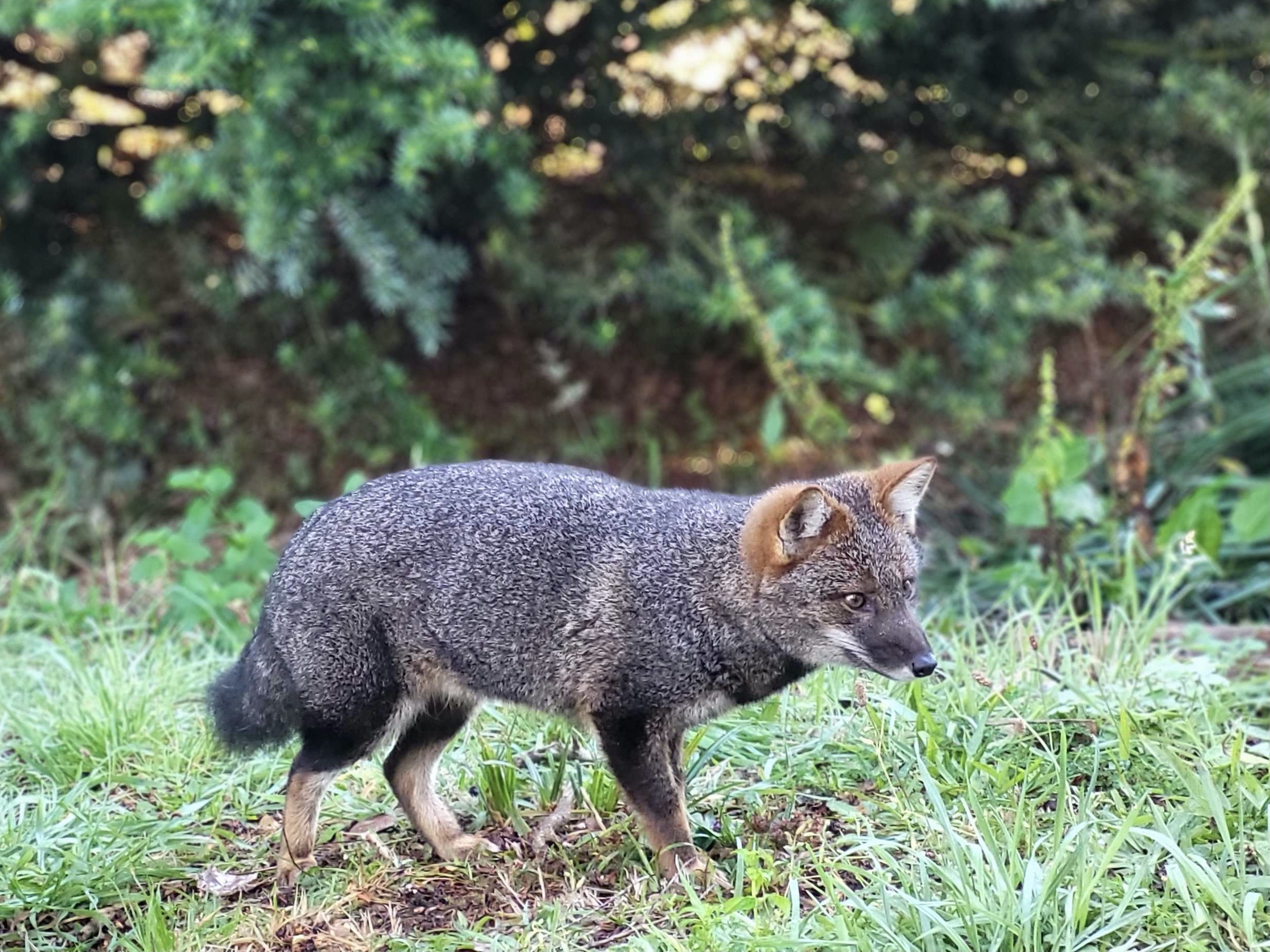 Darwin's fox (Lycalopex fulvipes) or zorro chilote on Chiloé island, Chile