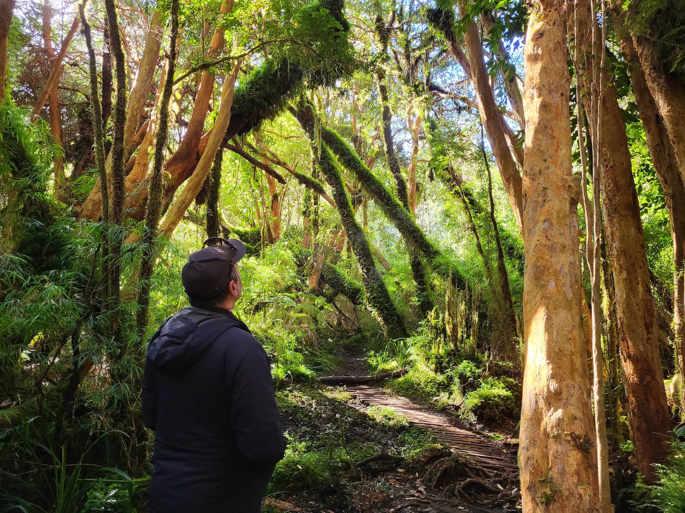 Hiker looking at moss-covered trees on a trail in Tepuheiuco Reserve on Chiloé island in Chile