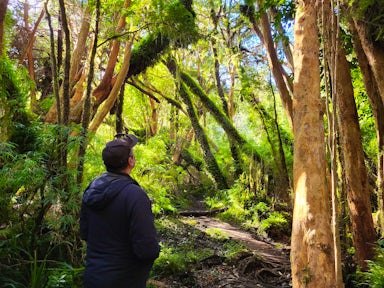 Hiker looking at moss-covered trees on a trail in Tepuheiuco Reserve on Chiloé island in Chile