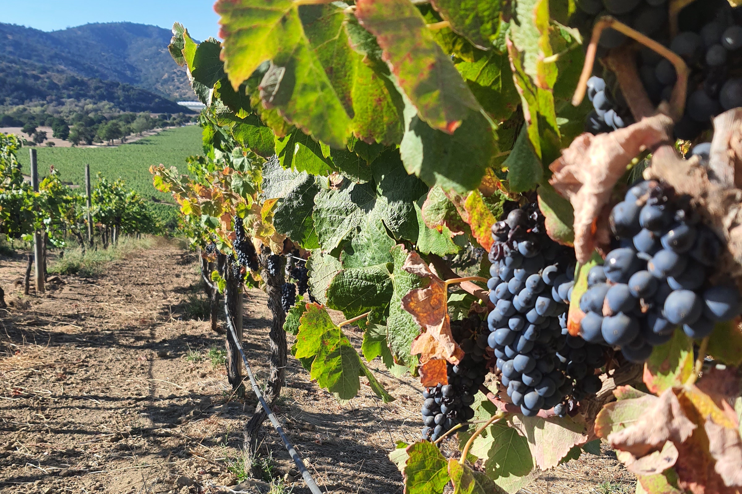 Vineyard at Matetic Winery in Chile