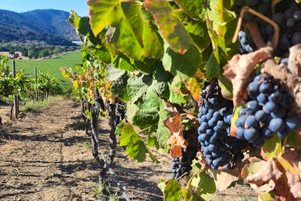 Vineyard at Matetic Winery in Chile