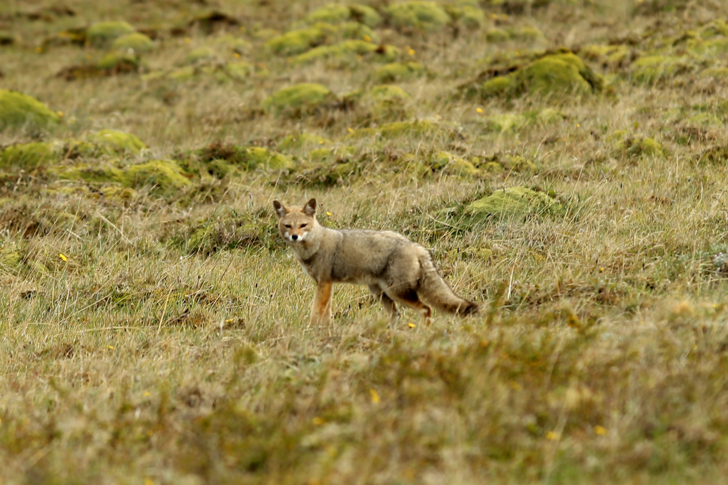 Culpeo fox in Torres del Paine