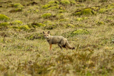 Culpeo fox in Torres del Paine