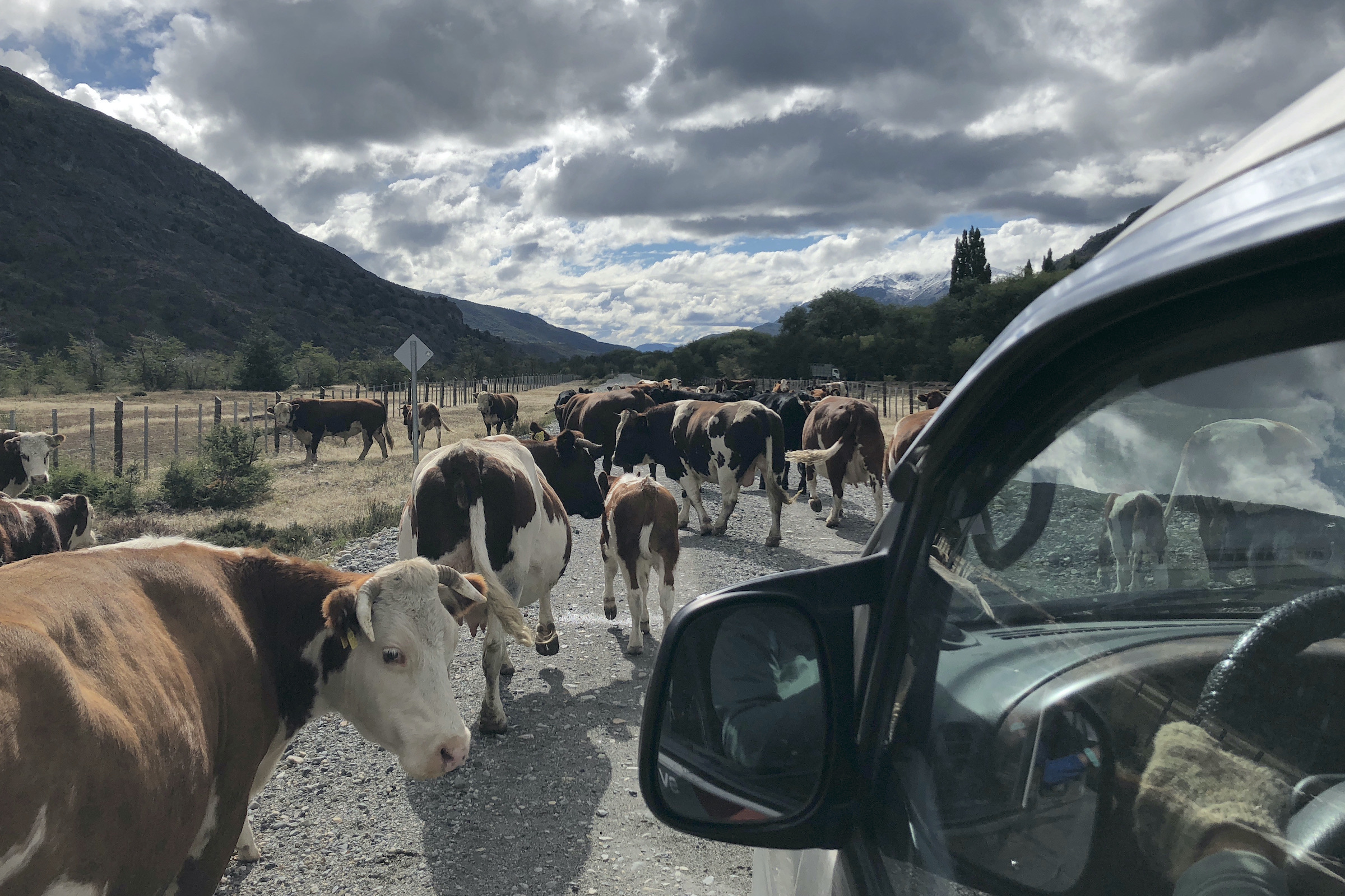 Car view of the south of the Carretera Austral with cattle on the road