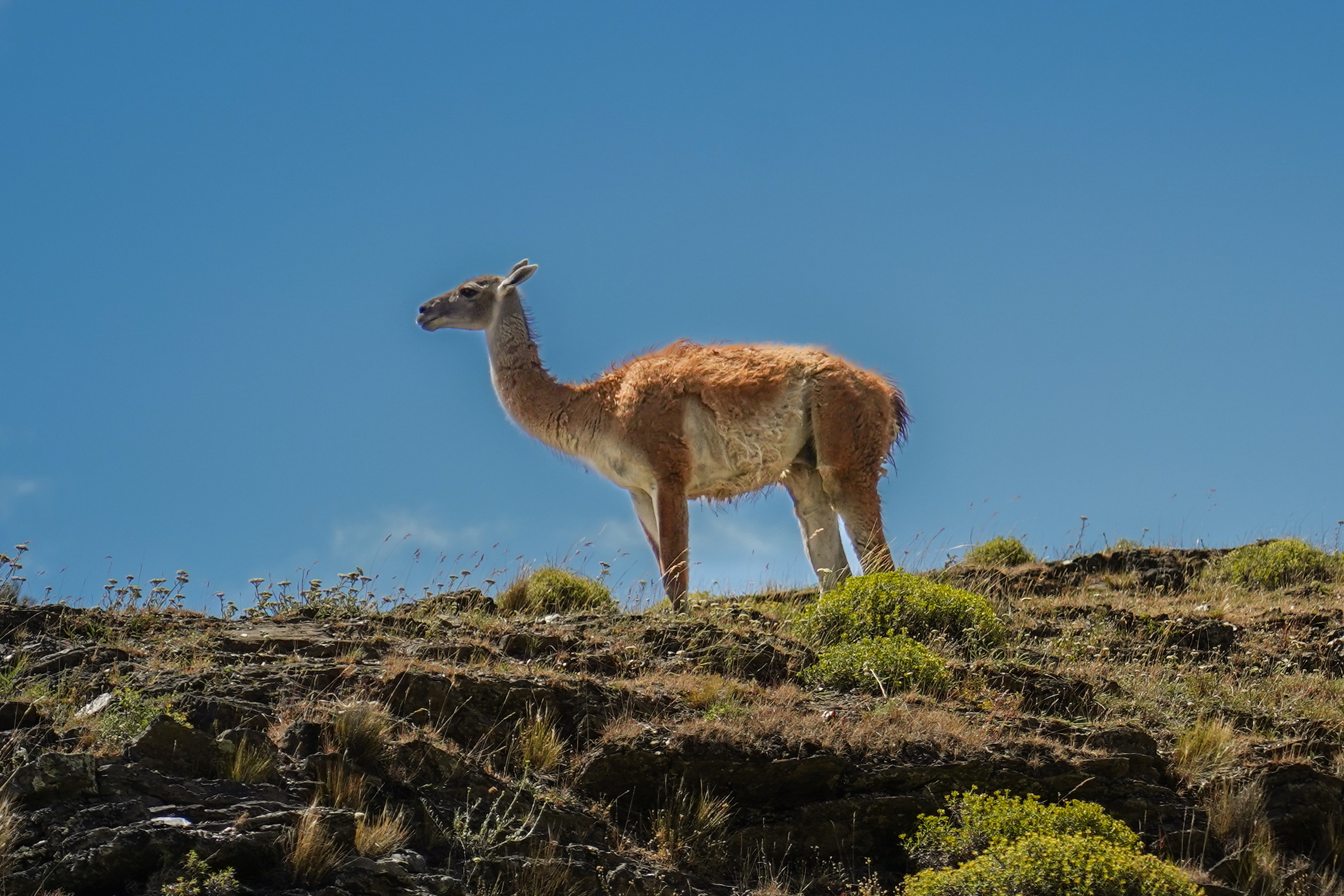 Guanaco standing on the horizon in Patagonia