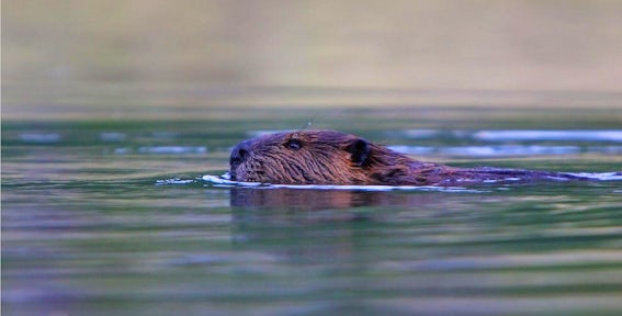 Beaver trip Ushuaia