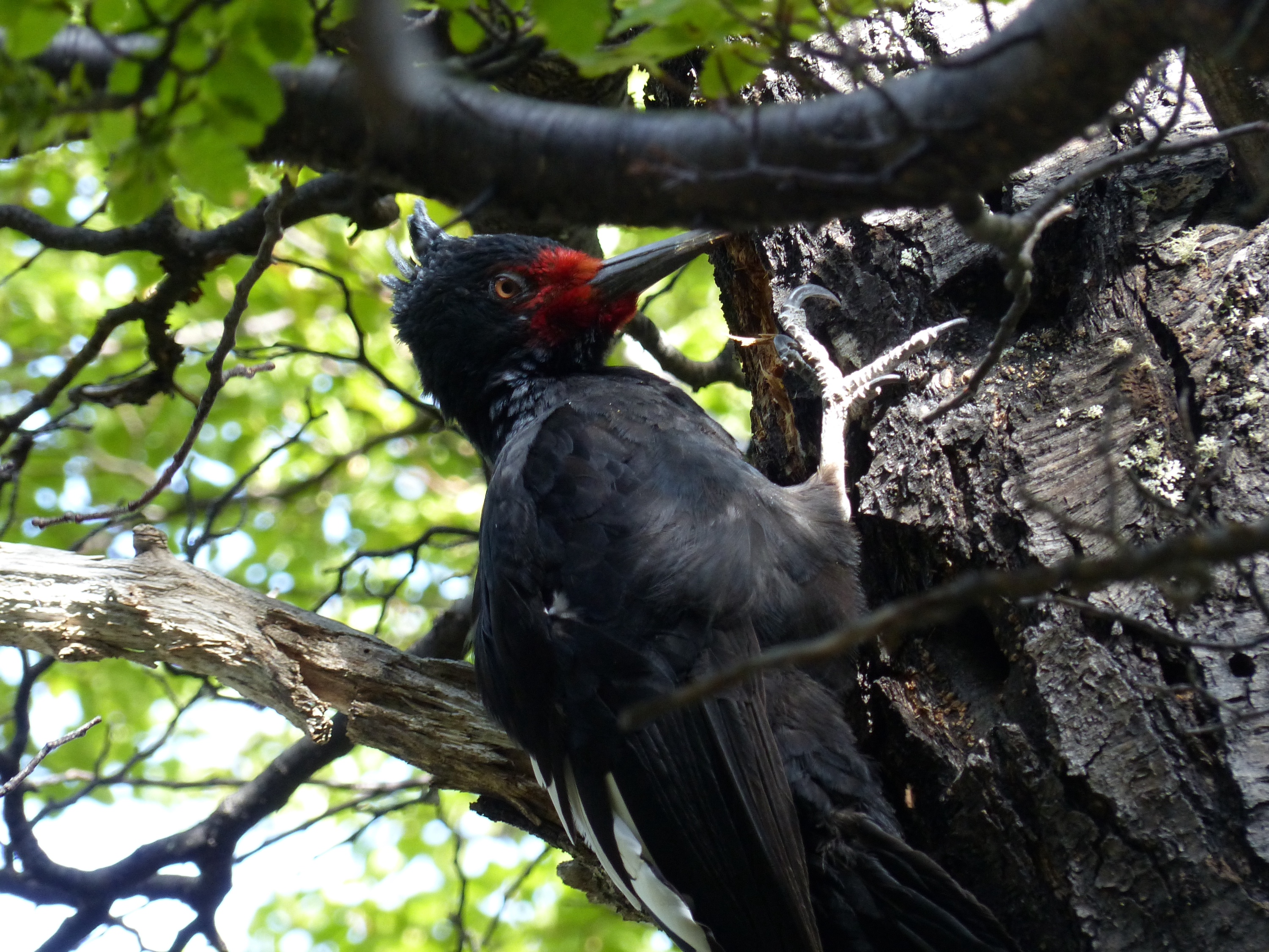 Wildlife of Patagonia