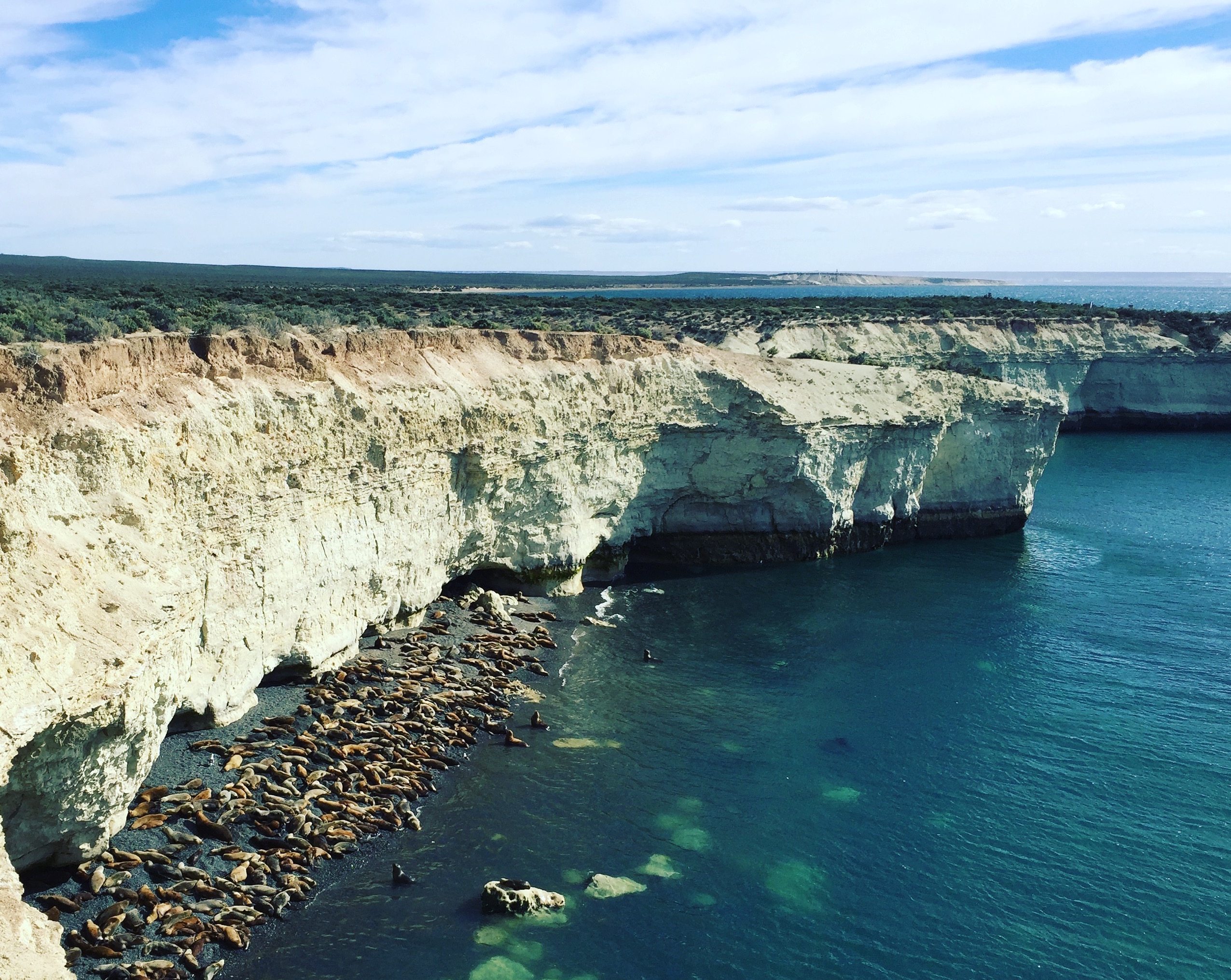 Valdes sea lions seals cliff 