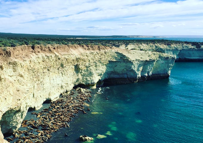 Valdes sea lions seals cliff