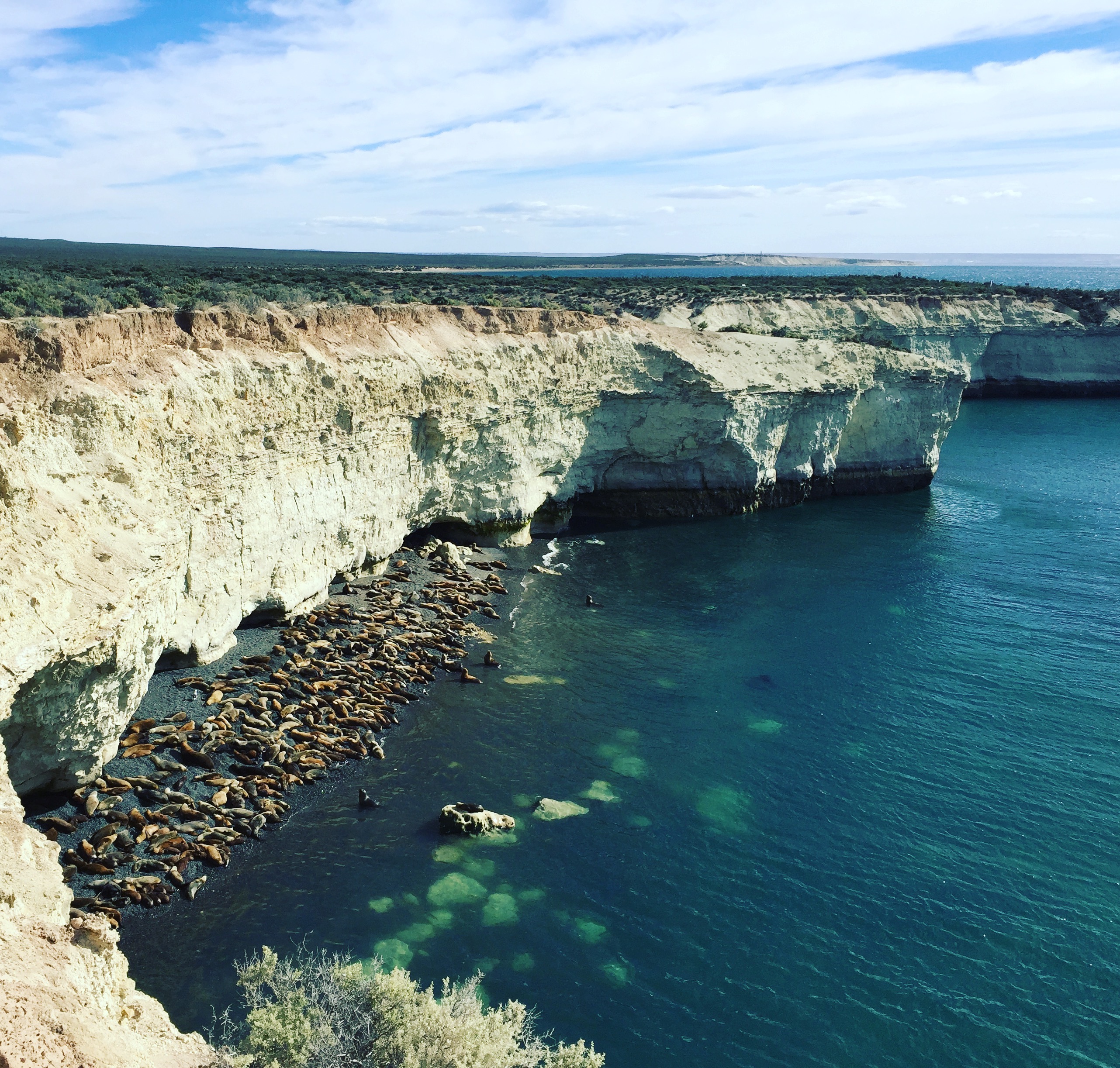 Elephant seal colony at Peninsula Valdés, Argentina